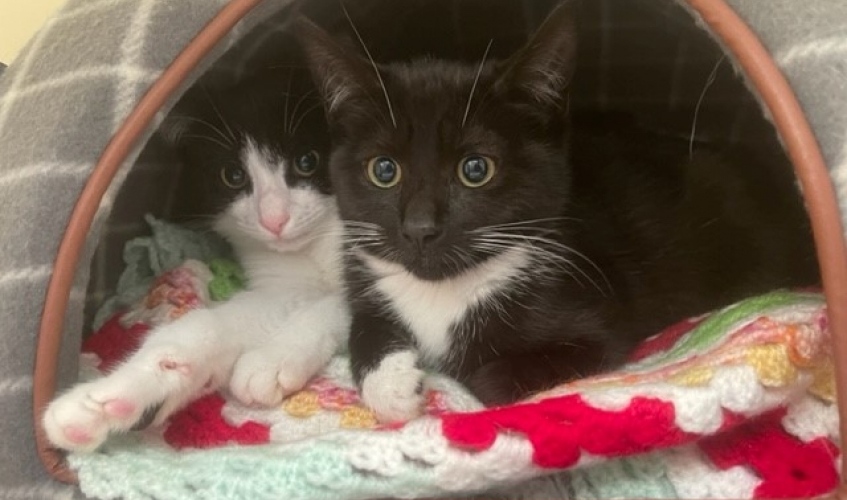 Two black and white kittens in a cat bed