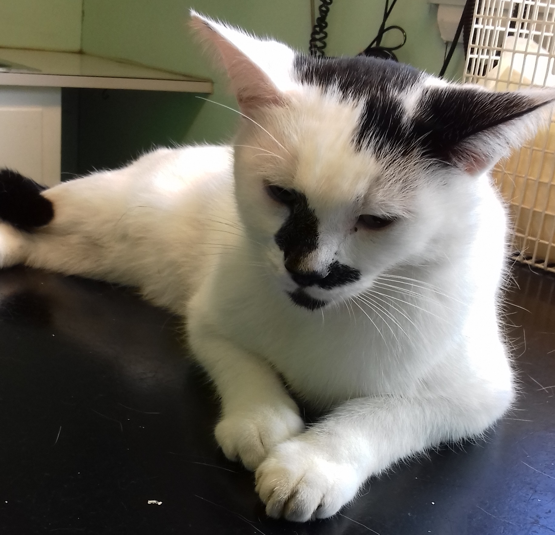 Scottish SPCA appeals for information after cat found injured in