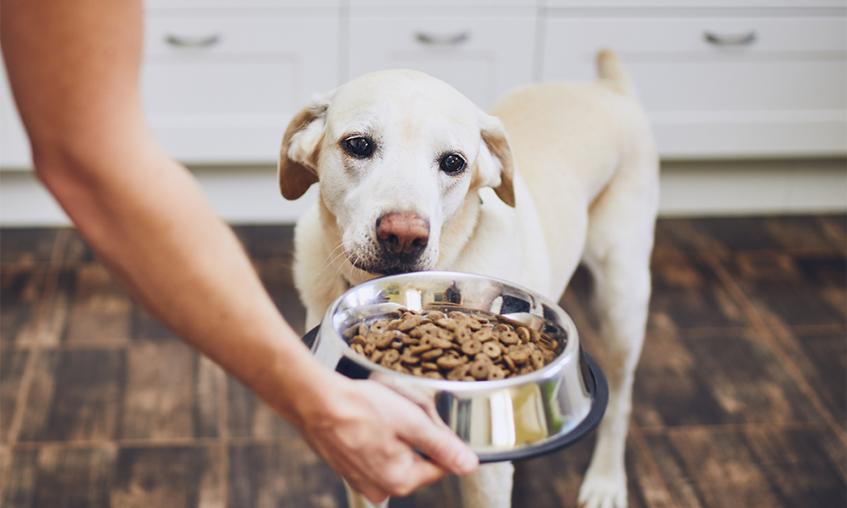 Dog looking at a bowl of dog food