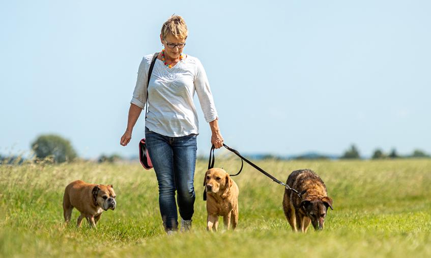 Person walking 3 dogs on the lead in a field