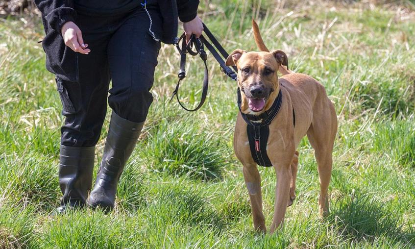 Brown dog in a field with a harness on