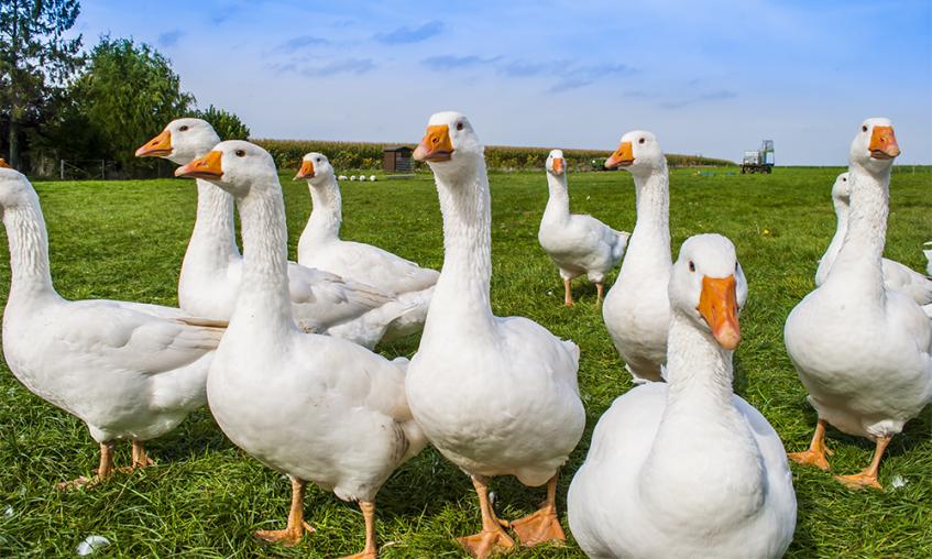 Geese standing in a field