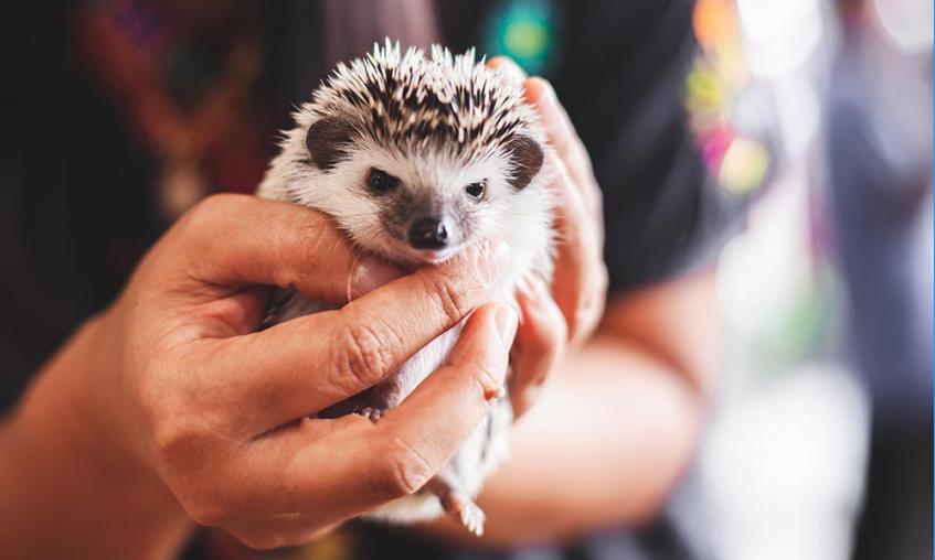 Hedgehog being held in someone's hands