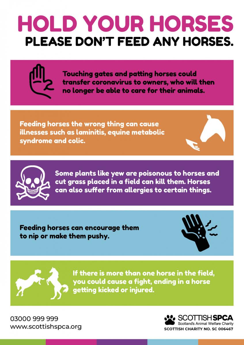 infographic why not to feed horses