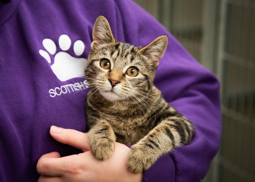 Scottish SPCA releases animal welfare jobs from first half of 2020 | SSPCA