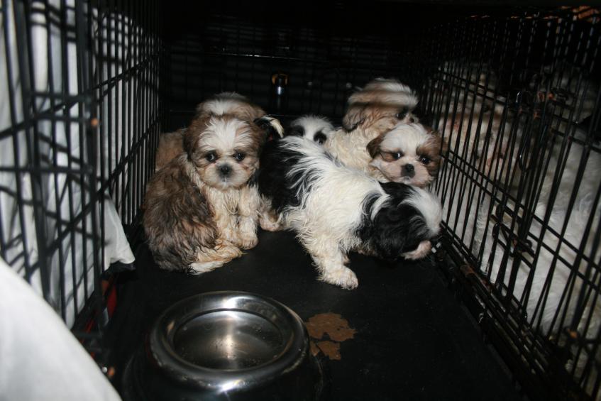 Pups in cage