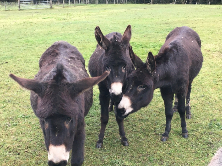 group of three donkeys in a field