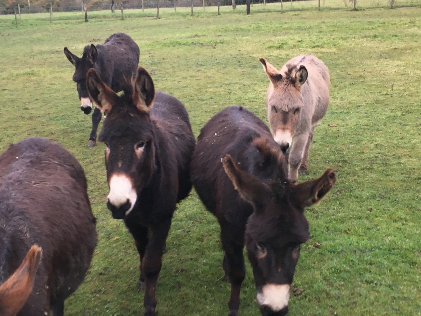 group of five donkeys in a field