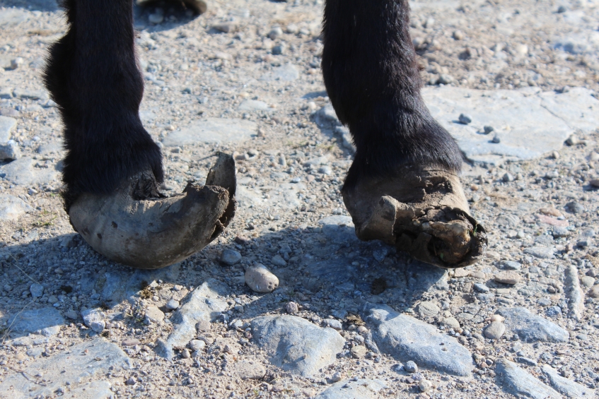 overgrown donkey feet