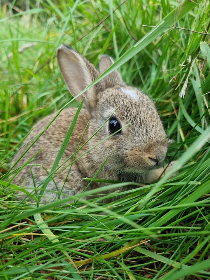 Rabbit rehabilitation and release | SSPCA
