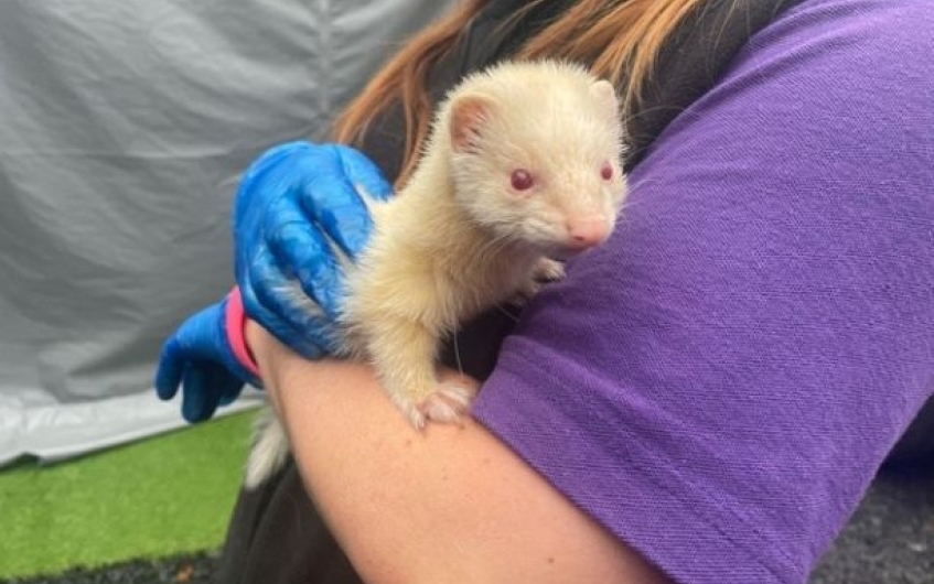 Scottish SPCA - Lilo and Stitch are a friendly pair of ferrets looking for  their forever home. As they are young they will require regular handling to  build on their confidence to