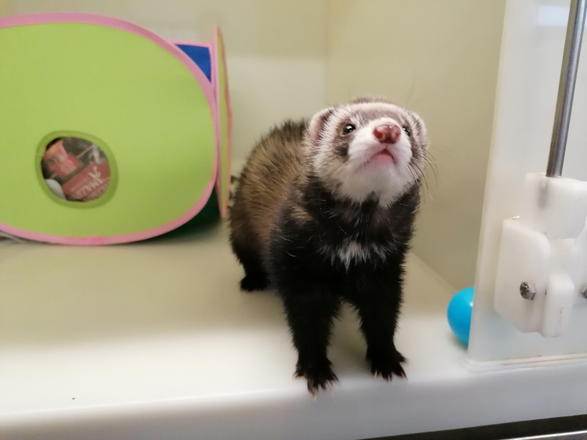 Lily the ferret standing in her enclosure