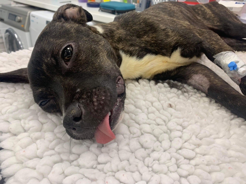 Young Staffordshire bull terrier receives veterinary treatment 