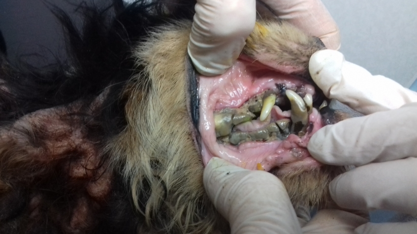 close up of dog's teeth showing they are rotting and in poor condition