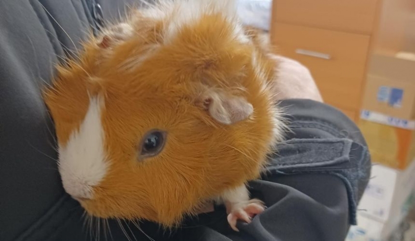 brown and white Guinea pig