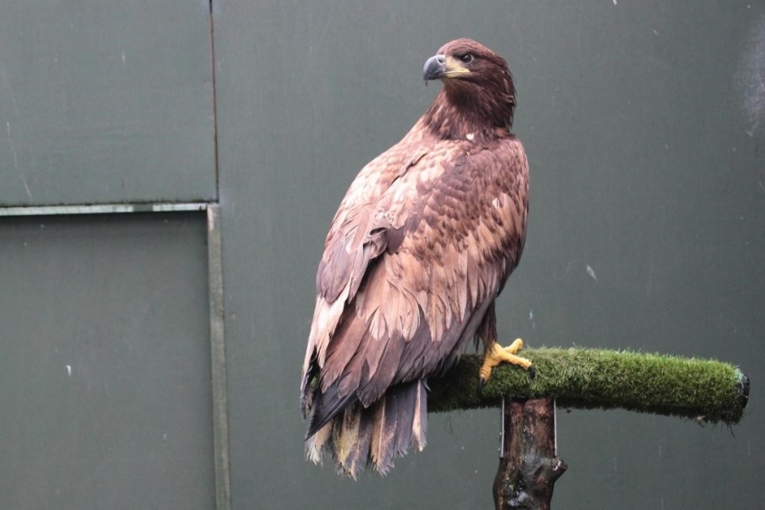 white-tailed sea eagle on perch at National Wildlife Rescue Centre