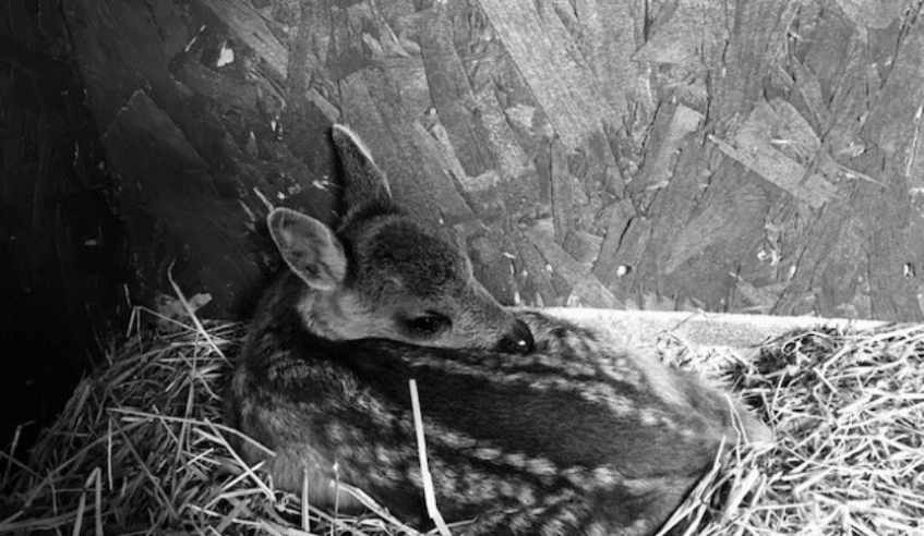 A fawn lying curled up in a bed of straw