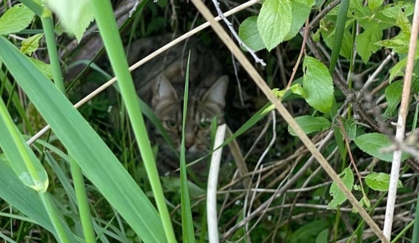 tabby cat hiding in undergrowth