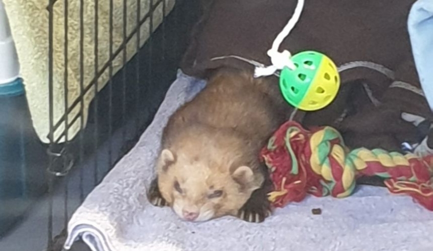 a ferret snoozing in a cage surrounded by toys