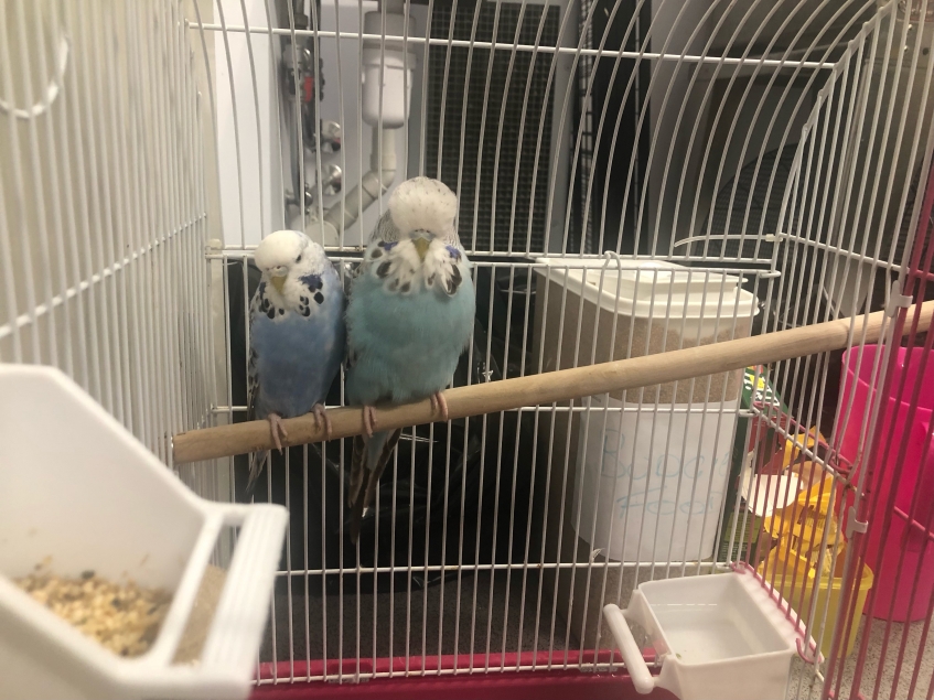 two blue budgies sitting next to each other in a cage