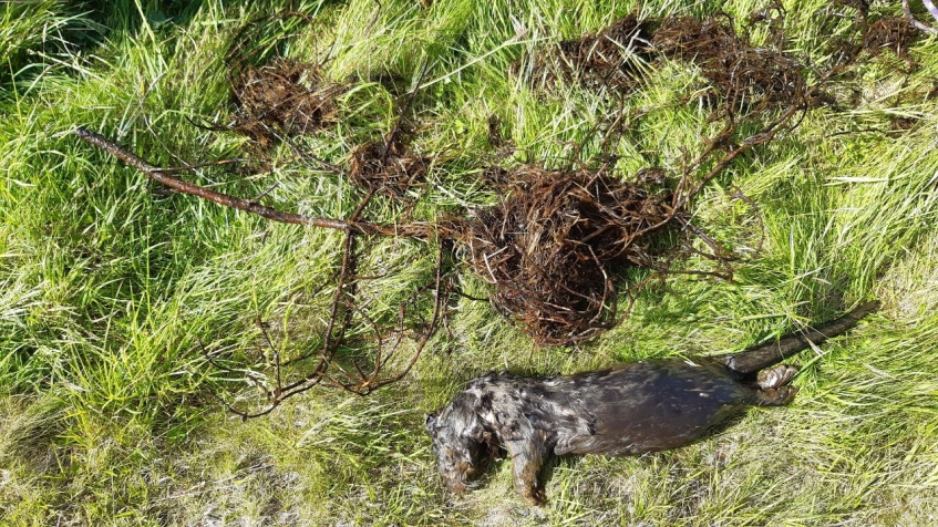 body of an otter