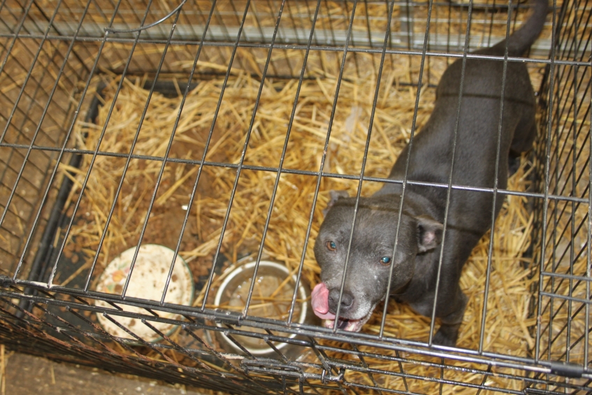 A grey Staffordshire bull terrier in a small, dirty cage with straw on the bottom of it