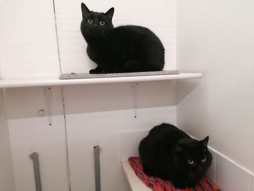 Two black cats sitting in their cattery unit