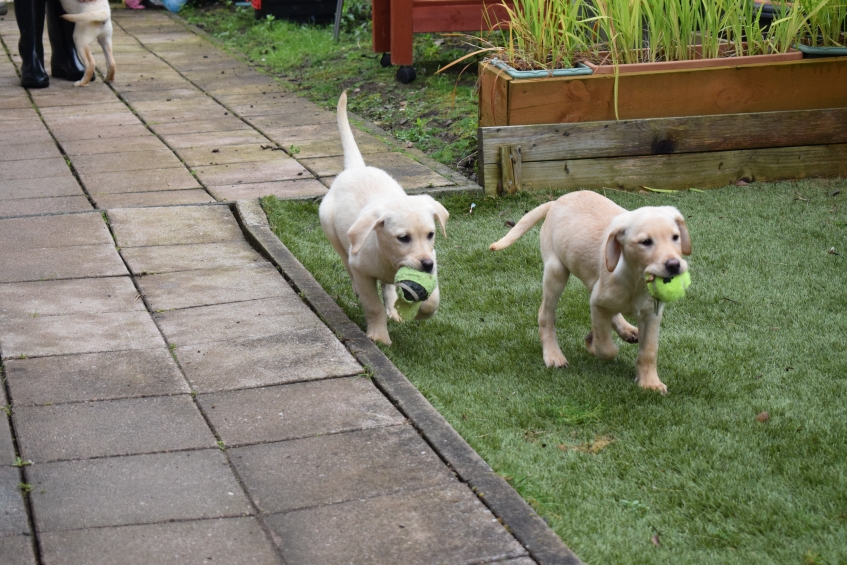 Two Labrador puppies playing in a Scottish SPCA centre
