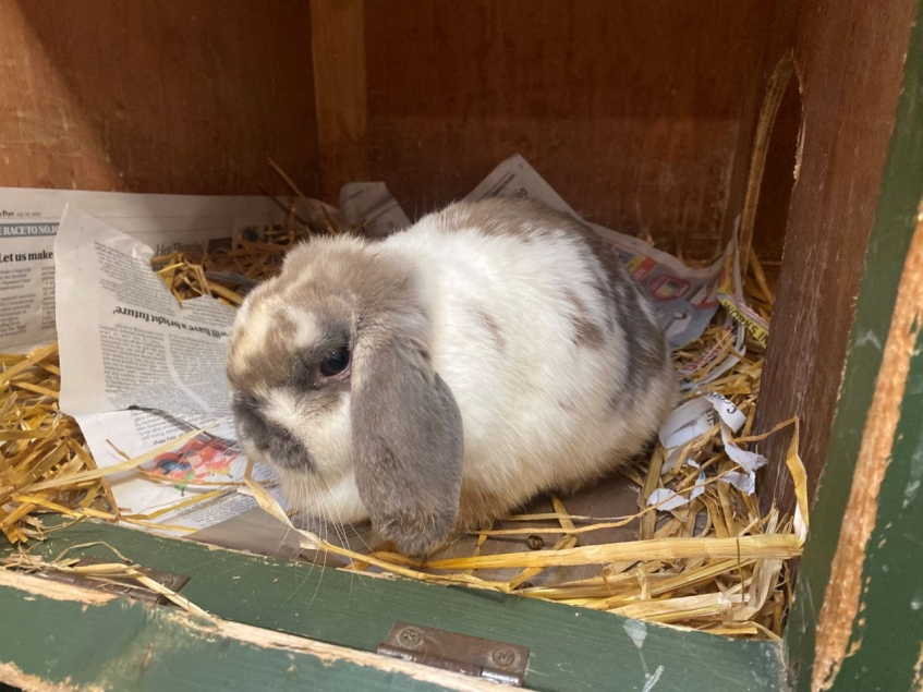 a brown and white lop eared rabbit sitting in a hutch