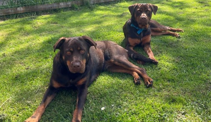 Two Rottweiler type dogs lying outside in the sun on grass