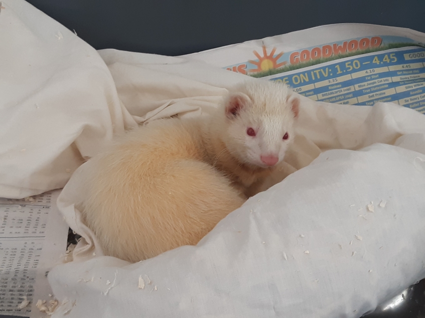 albino ferret in their bed