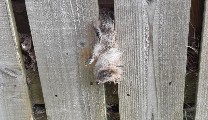 Hedgehog stuck in fence 