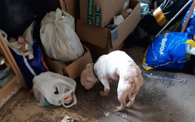 an emaciated white dog sniff around rubbish bags in a cluttered house