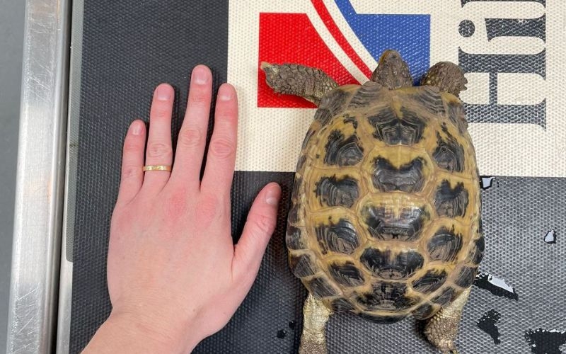 A tortoise on a vet table next to someone's hand to show the size of the tortoise. It is as big as the person's hand.