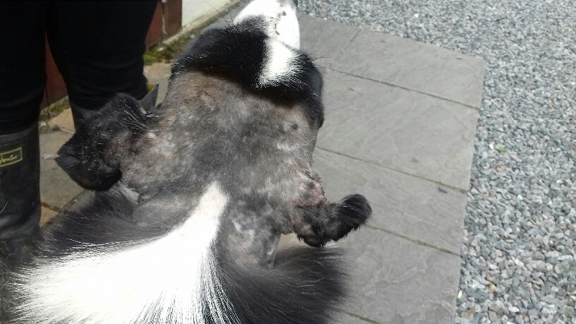 top down view of a black and white collie with decaying ears