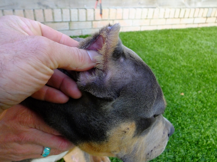 close up of a dog's cropped ear