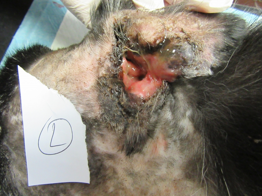 close up of wound on collie's ear showing decaying flesh
