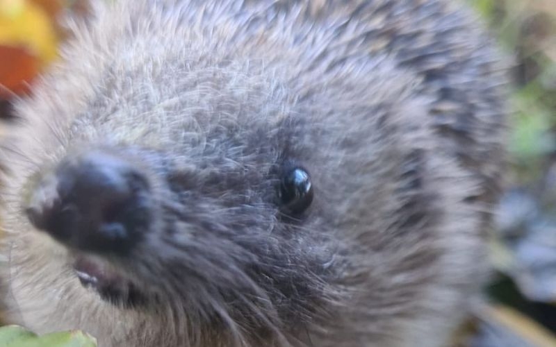 a close up of a hedgehog's face
