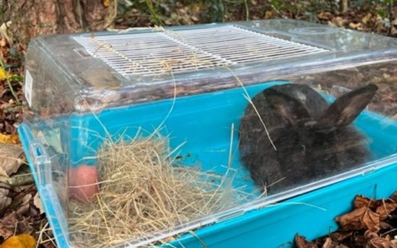 a black rabbit in a blue and clear plastic cage with some hay and sweet potato in woodland