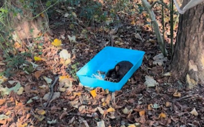 a black rabbit sitting in a blue tray in woodland