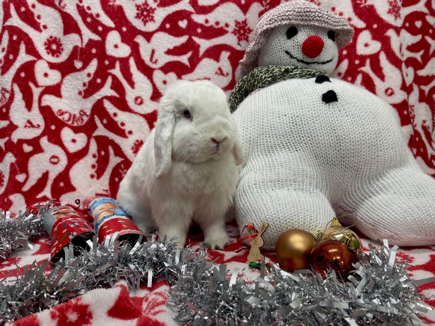 a white lop eared rabbit sitting next to a snow man toy against a christmas back drop