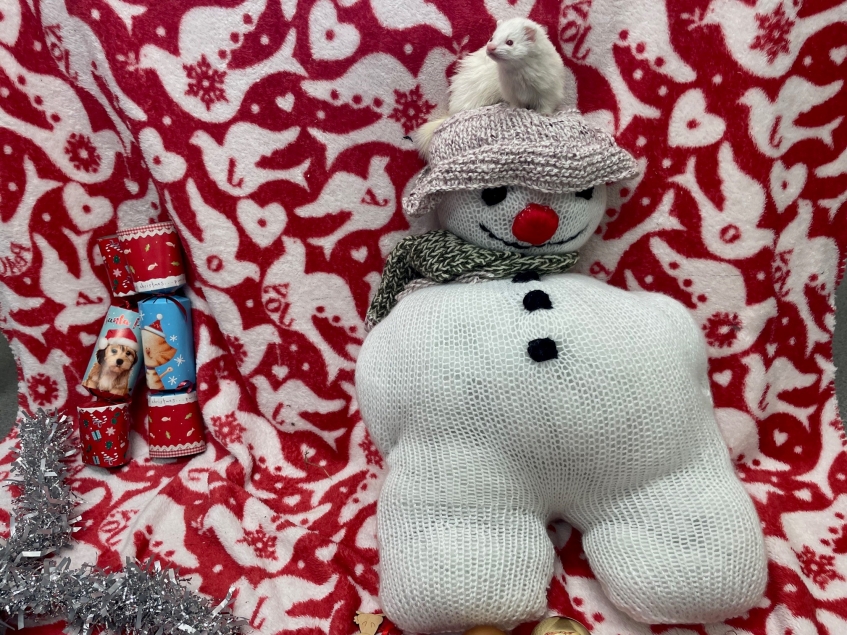 a tiny white ferret sitting on top of a knitted snowman toy against a christmas backdrop