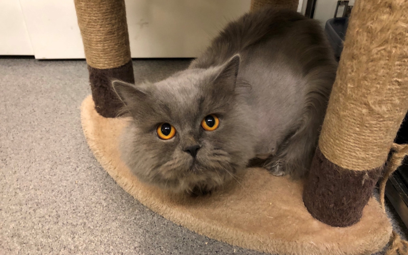 Smokey grey cat with amber eyes looks up at camera