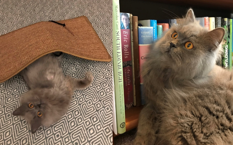 Left: smokey grey cat lies under door mat. Right: smokey grey cat sits on bookshelf.