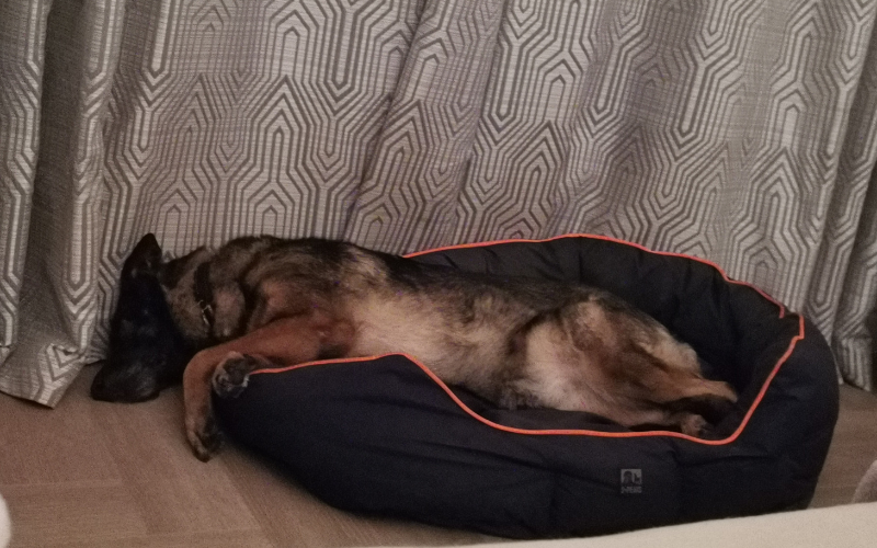 German shepherd dog lies asleep in their dog bed.