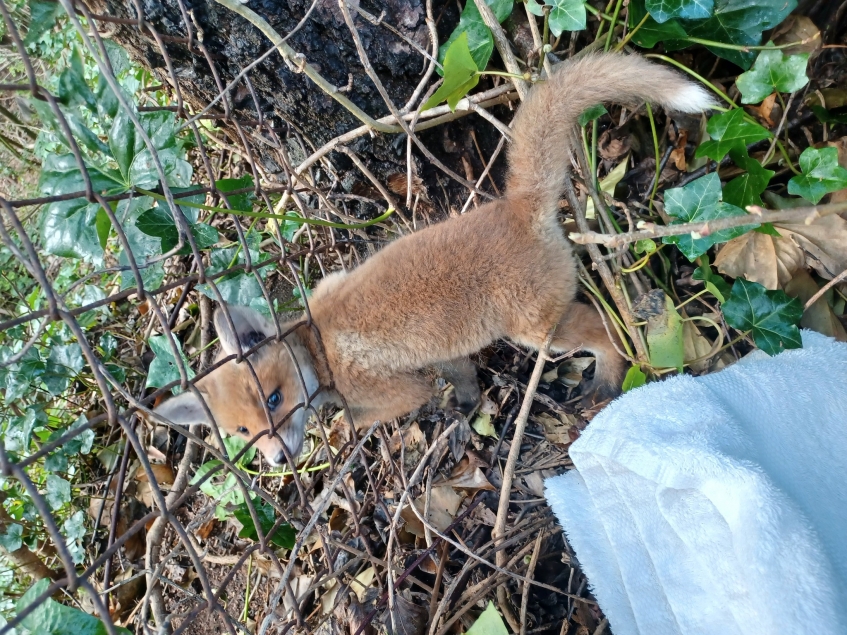 fox cub with head stuck in fence