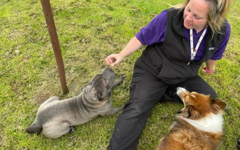 Two dogs interact with Scottish SPCA team member sitting on grass