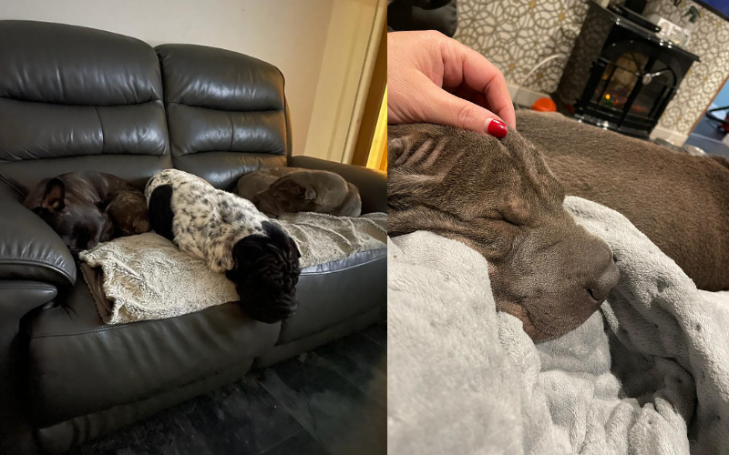 Dogs cuddled on sofa