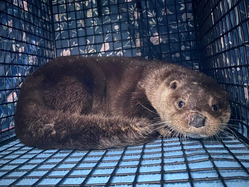 otter inside cage
