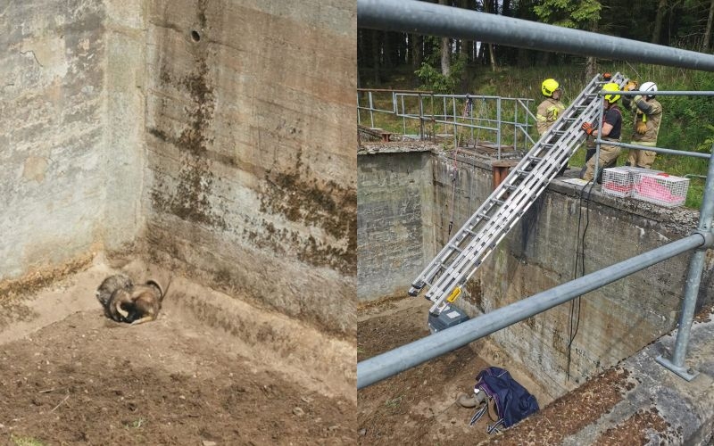 firefighters using ladders to reach badgers at the bottom of a sewage tank